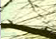 SCREENSEVER(nature)
